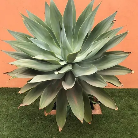 Villa Rosas *